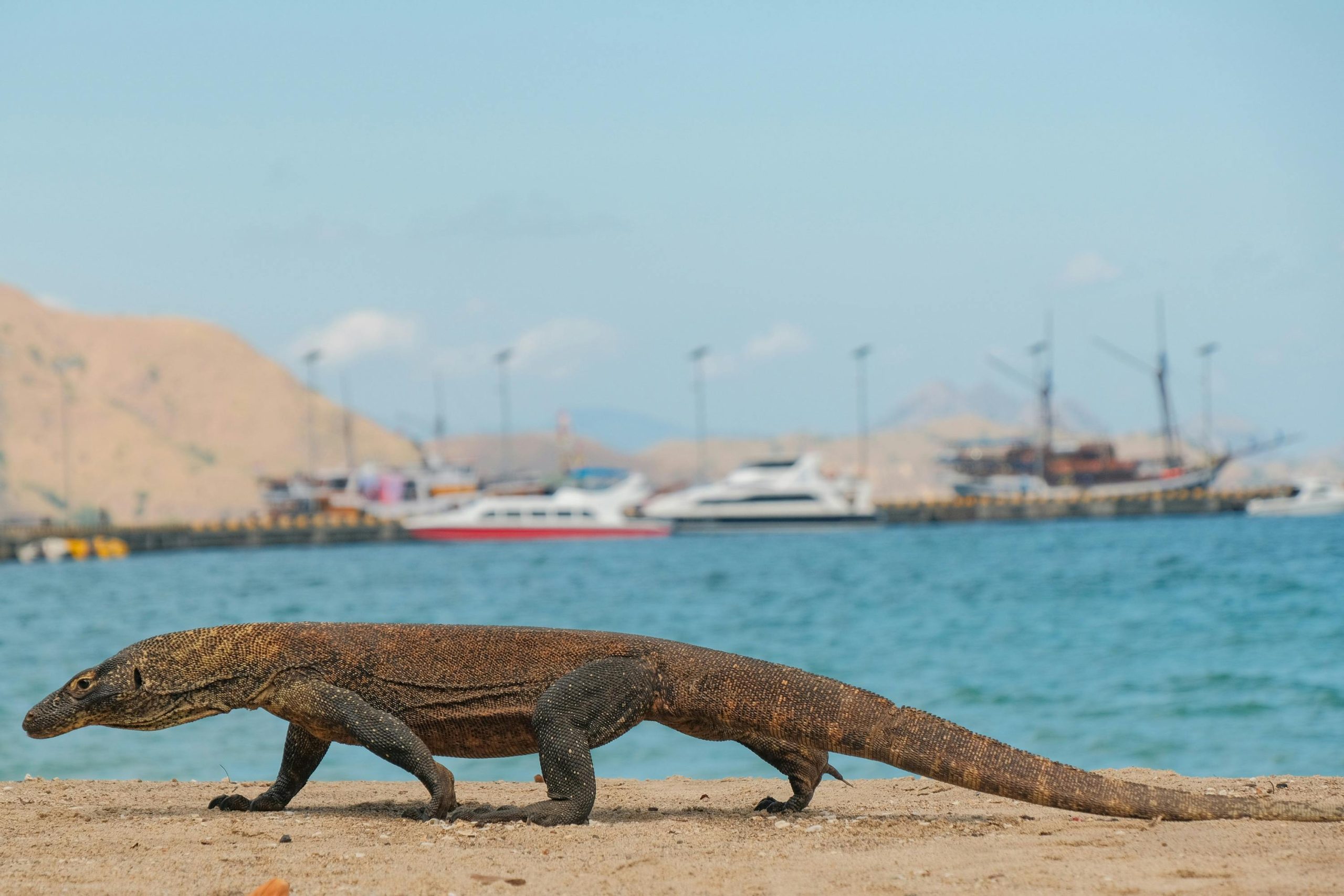 Pemandangan Pulau Padar di Taman Nasional Komodo